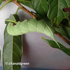 Marumba dyras
