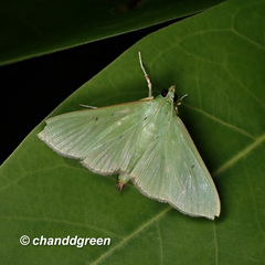 Parotis punctiferalis