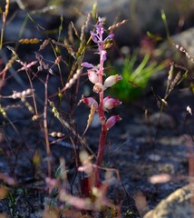 Lachenalia membranacea