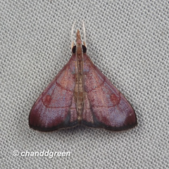 Hemiscopis sanguinea