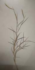 Pogonatherum paniceum