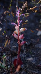 Lachenalia membranacea