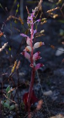 Lachenalia membranacea