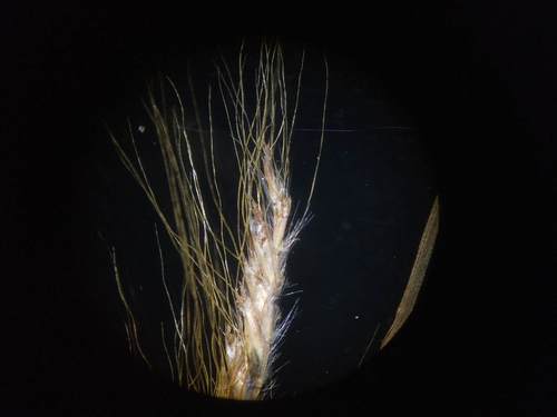 Pogonatherum paniceum, photograph 6