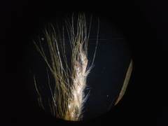 Pogonatherum paniceum