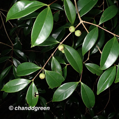 Memecylon ligustrifolium