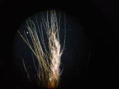 Pogonatherum paniceum