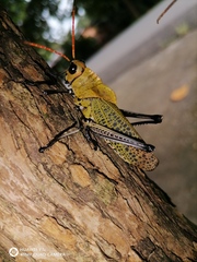 Taeniopoda varipennis