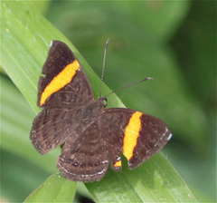 Crocozona pheretima