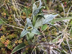 Chloraea magellanica