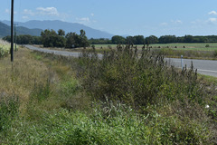 Mesosphaerum pectinatum