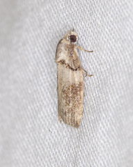 Garella