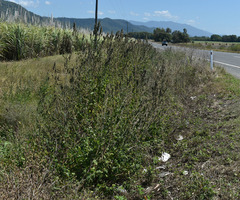 Mesosphaerum pectinatum