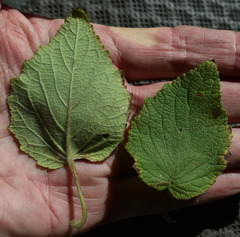 Mesosphaerum pectinatum