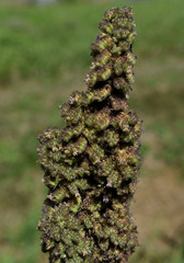 Mesosphaerum pectinatum