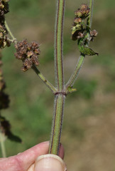 Mesosphaerum pectinatum