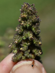 Mesosphaerum pectinatum