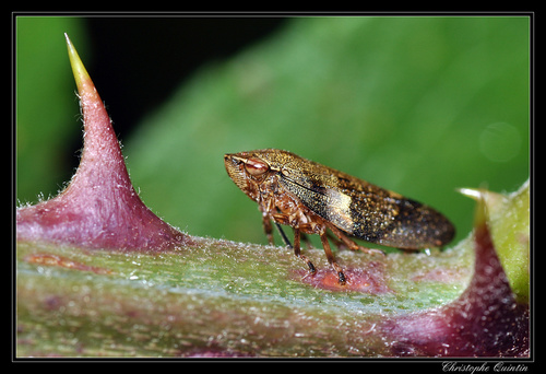 Alksninė Cikada nuotrauka