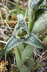 Chloraea magellanica