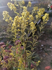 Solidago virgaurea taurica