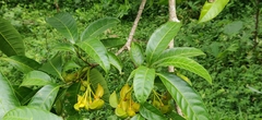 Tabernaemontana alternifolia