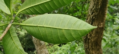 Tabernaemontana alternifolia