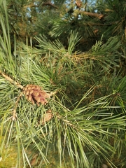 Pinus sylvestris