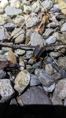 Pyrocoelia praetexta