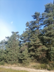 Pinus sylvestris