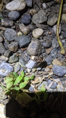 Pyrocoelia praetexta