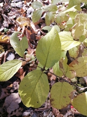Lonicera xylosteum