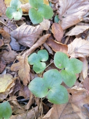 Hepatica nobilis