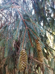 Picea abies
