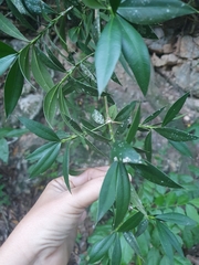 Podocarpus buchii