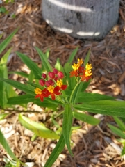 Asclepias curassavica image