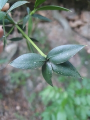 Podocarpus buchii