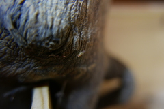 Drosophila busckii