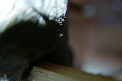 Drosophila busckii