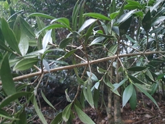 Podocarpus buchii