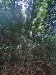 Podocarpus buchii