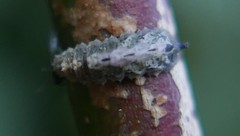 Meligramma triangulifera