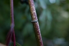 Meligramma triangulifera