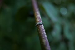 Meligramma triangulifera