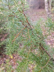 Juniperus communis