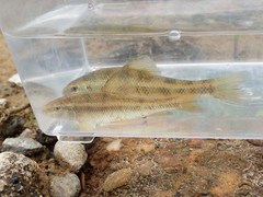 Erimyzon claviformis