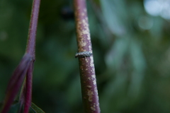 Meligramma triangulifera