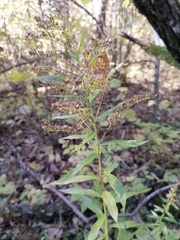 Solidago canadensis