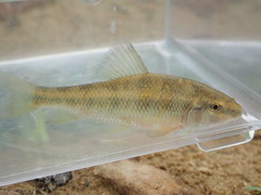 Erimyzon claviformis