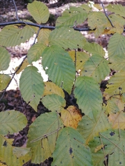 Carpinus betulus