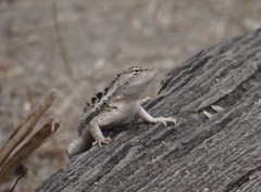 Microlophus occipitalis